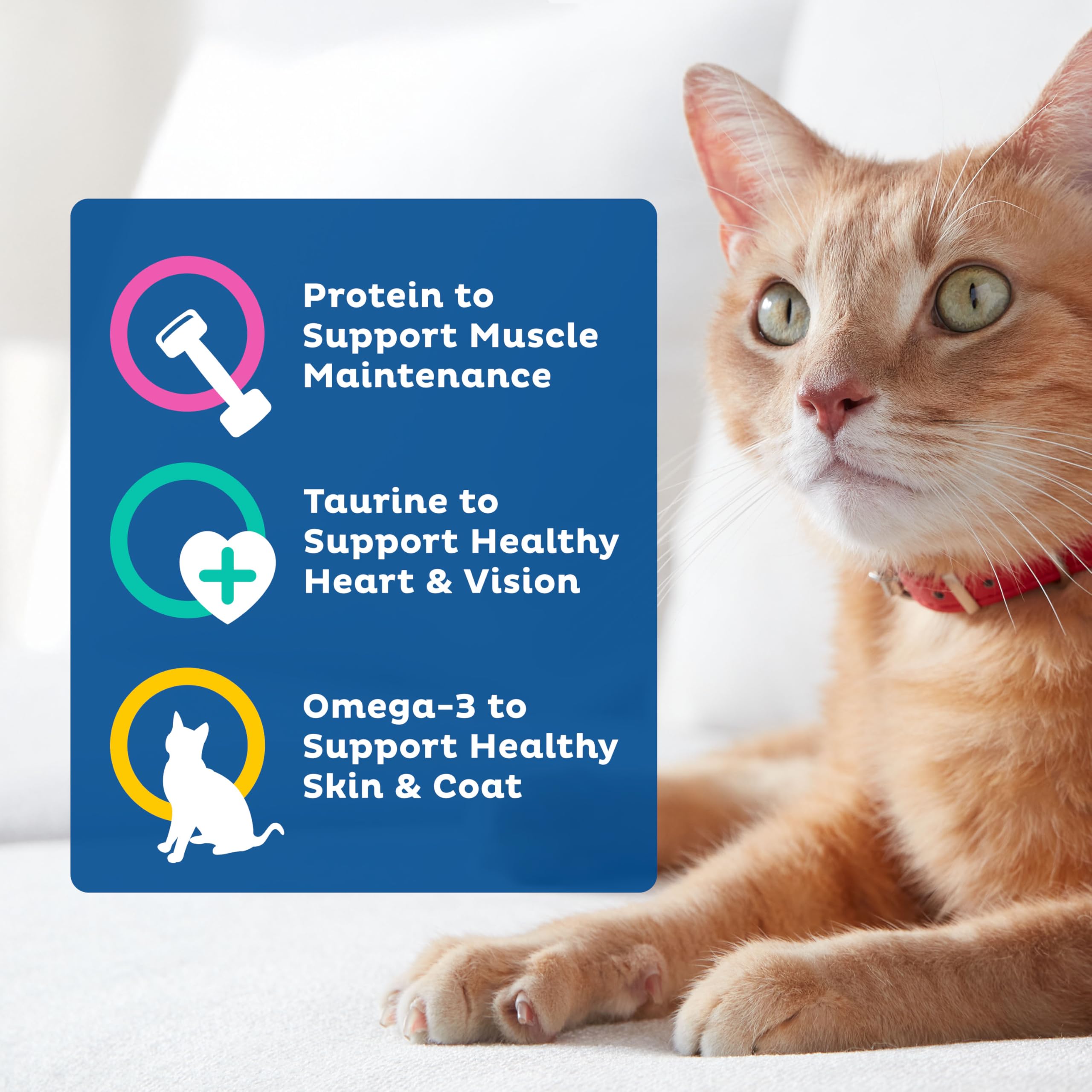 Adult cats enjoy mealtime variety with colorful kibble shapes in 9Lives Daily Essentials