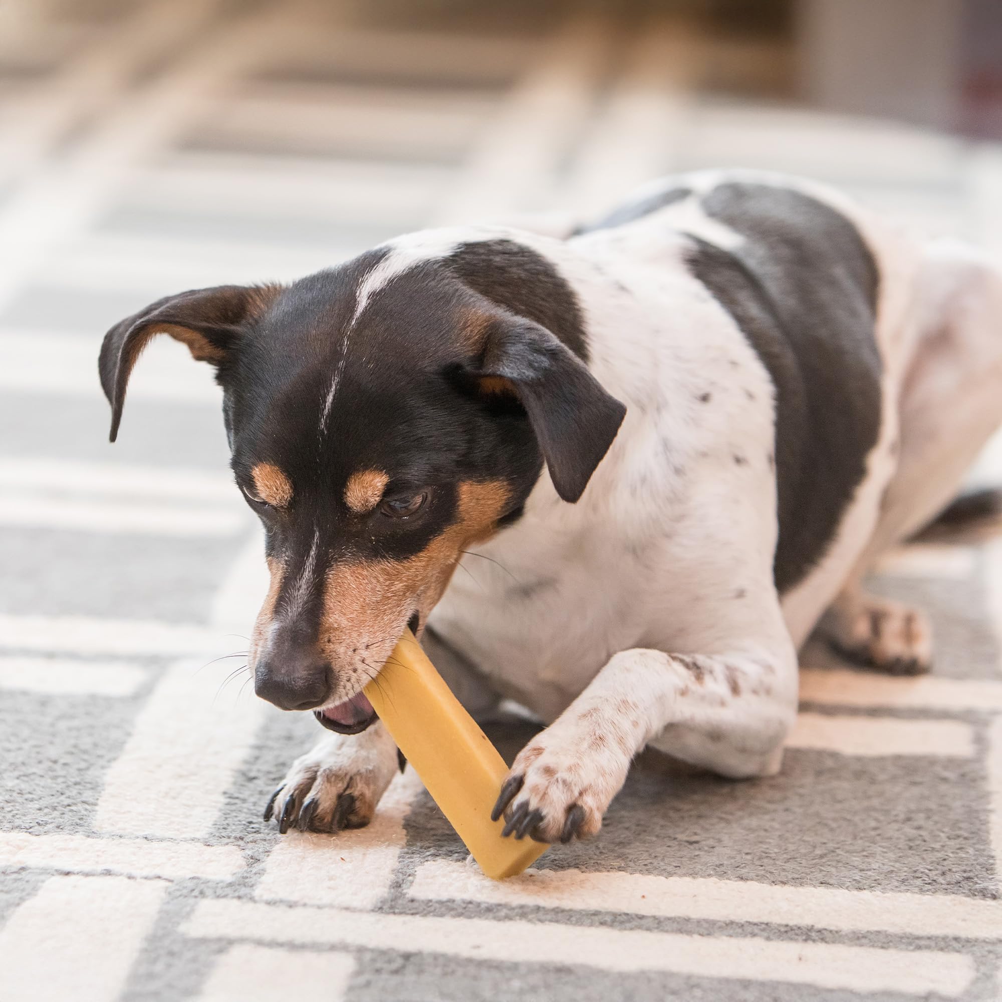Dog chewing Kathmandu's yak cheese chew on a living room rug.