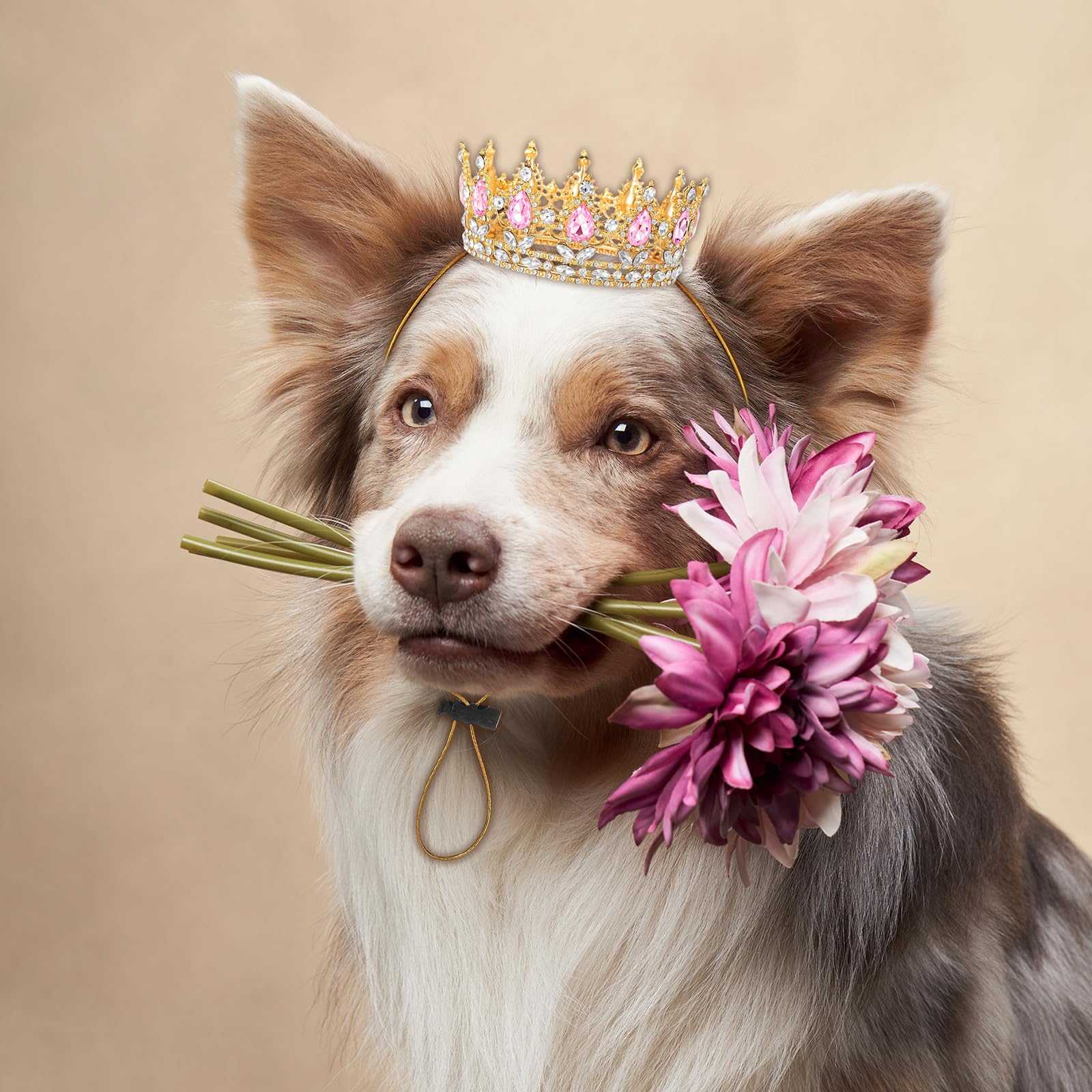 Abbylike Halloween dress-up crown enhances pet photos and memories