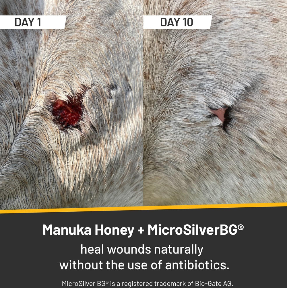 Absorbine Silver Honey Rapid Wound Repair spray-application demonstrates touch-free coverage for sensitive areas.