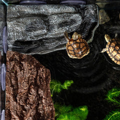Abustle pig Turtle Basking Platform with three suction cups for secure anchoring.