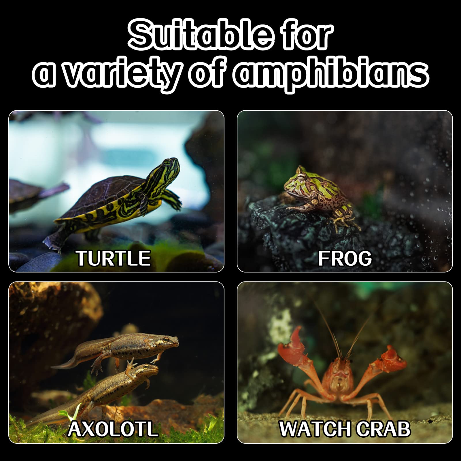 Abustle pig Basking platform enhances turtle sun exposure opportunities.
