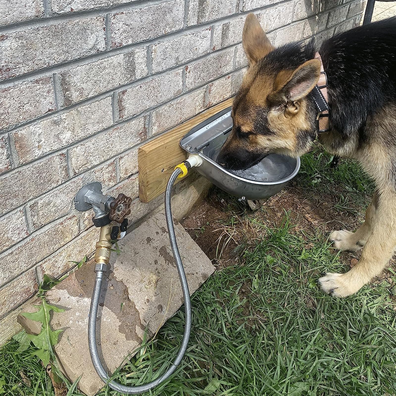 Abustle Pig waterer provides reliable hydration with minimal supervision for livestock.