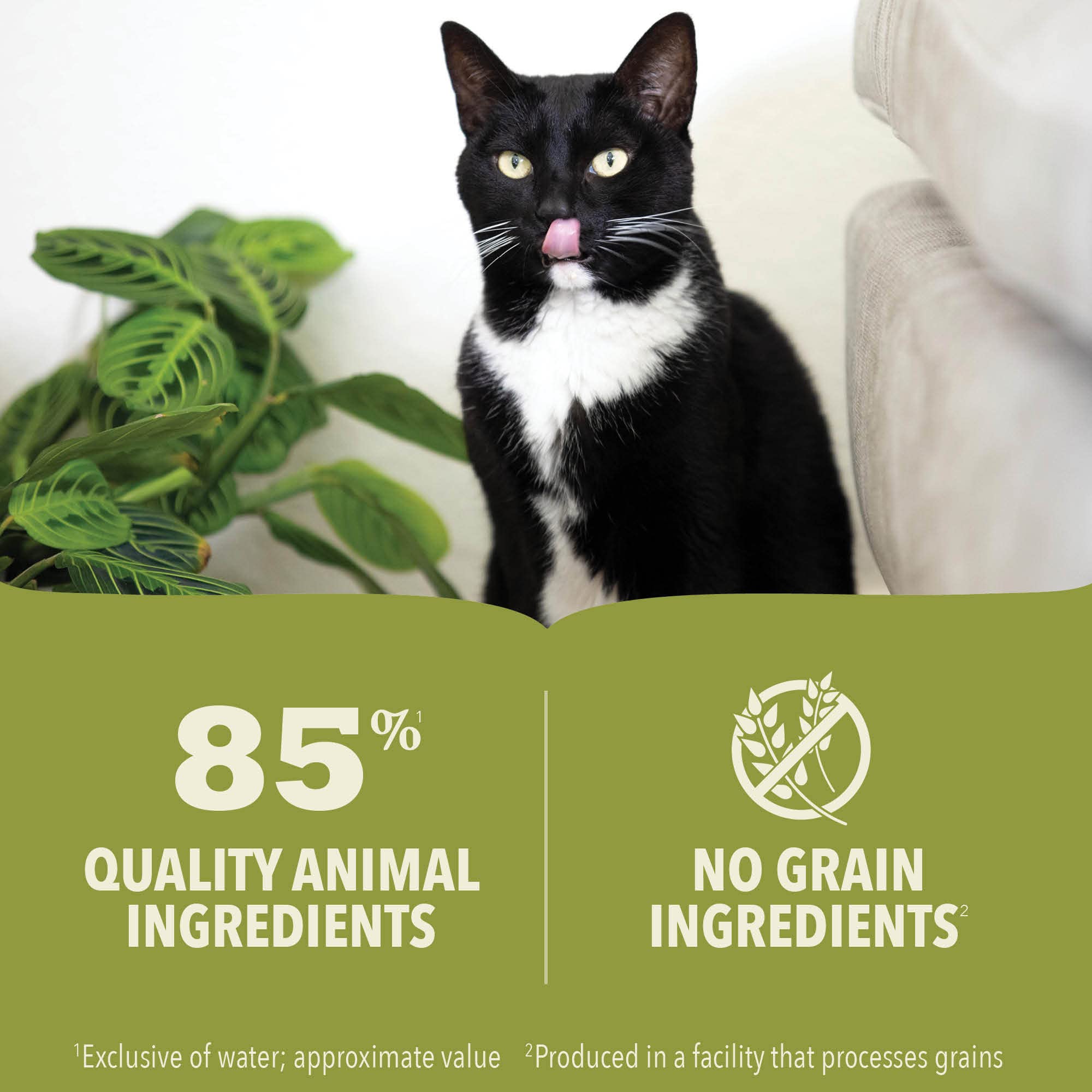 ACANA 24-can pack emphasizes bulk supply for growing kittens.
