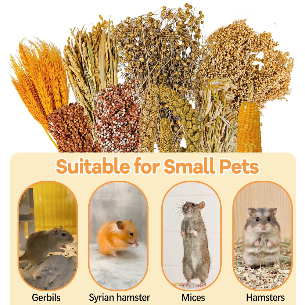 Acsist foraging enrichment items encourage play and habitat exploration in a lively cage.