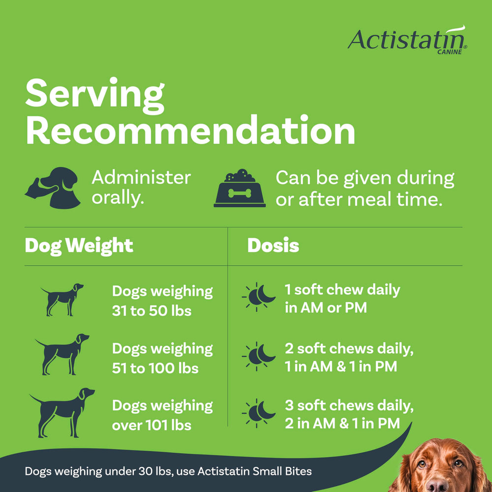 Actistatin Canine Large Dog Soft Chews in use with owner during daily routine.
