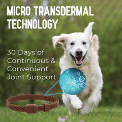 ACTIVPHY water-resistant collar ready for indoor and outdoor use.