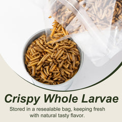 Adaman bulk-packaged BSF larvae in sturdy box