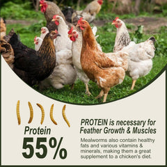 Adaman dried mealworms as bird food to attract and sustain backyard birds.