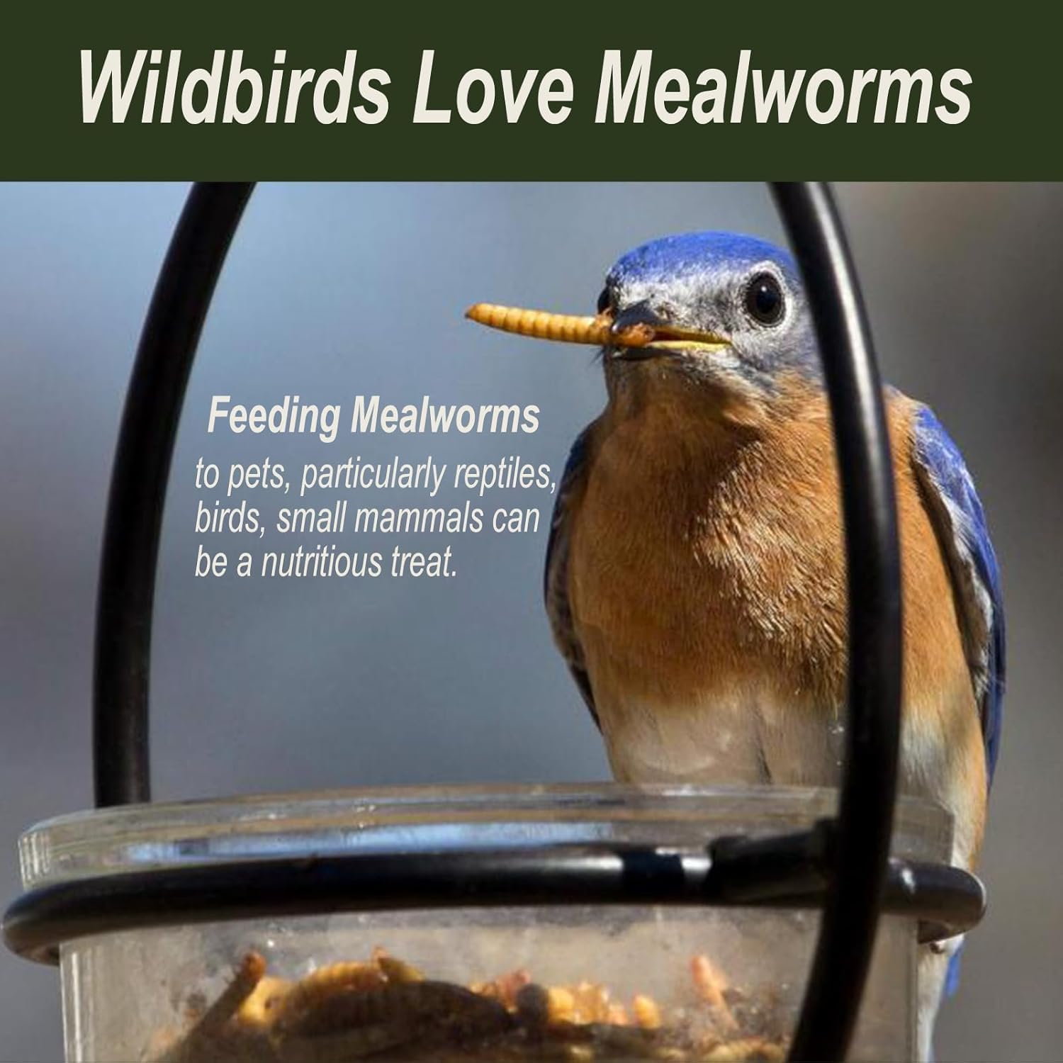 Adaman turtle food: dried mealworms support a balanced diet.