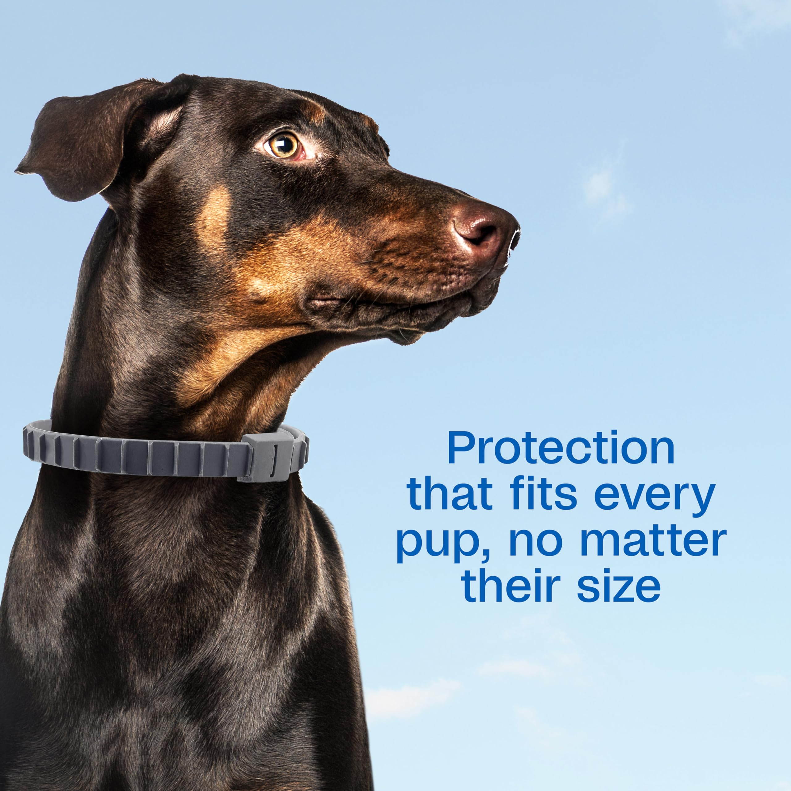 Waterproof demonstration shows ADAMS collar staying effective through rain