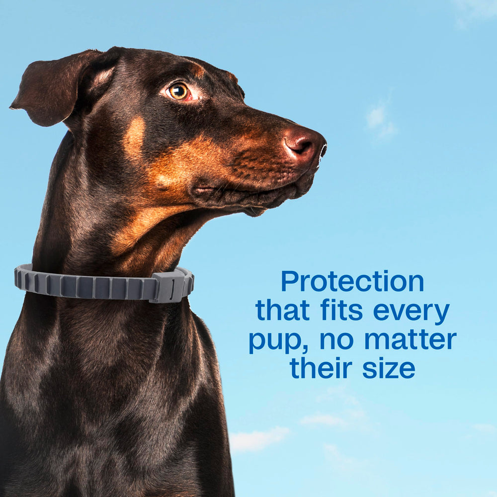 Waterproof demonstration shows ADAMS collar staying effective through rain