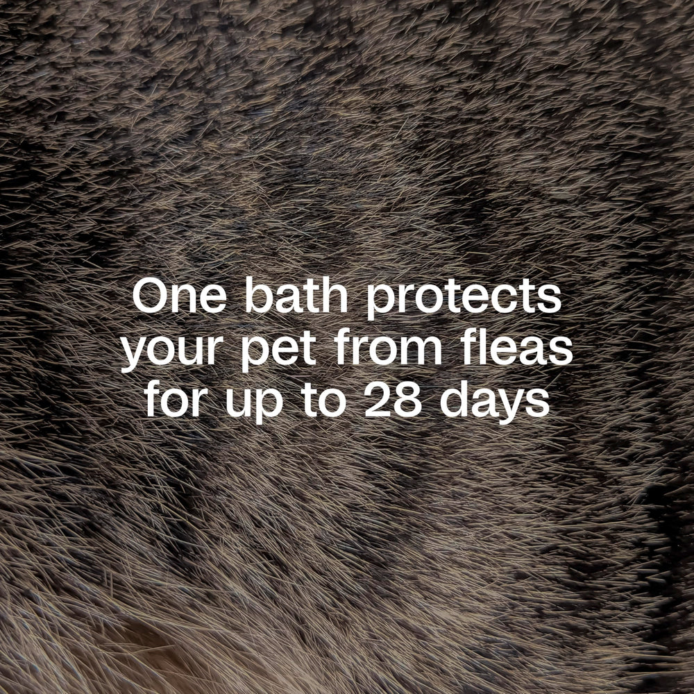 Precor IGR label on ADAMS shampoo indicates flea lifecycle control