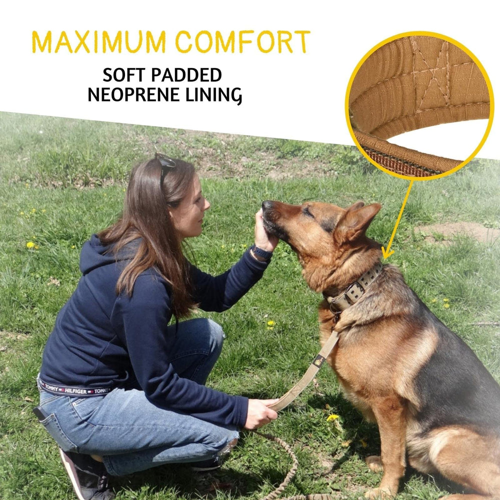 ADITYNA nylon webbing collar with heavy-duty D-ring for reliable leash connection.