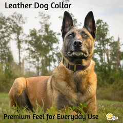 ADITYNA Leather Collar adjustable neck range 15–21 inches.