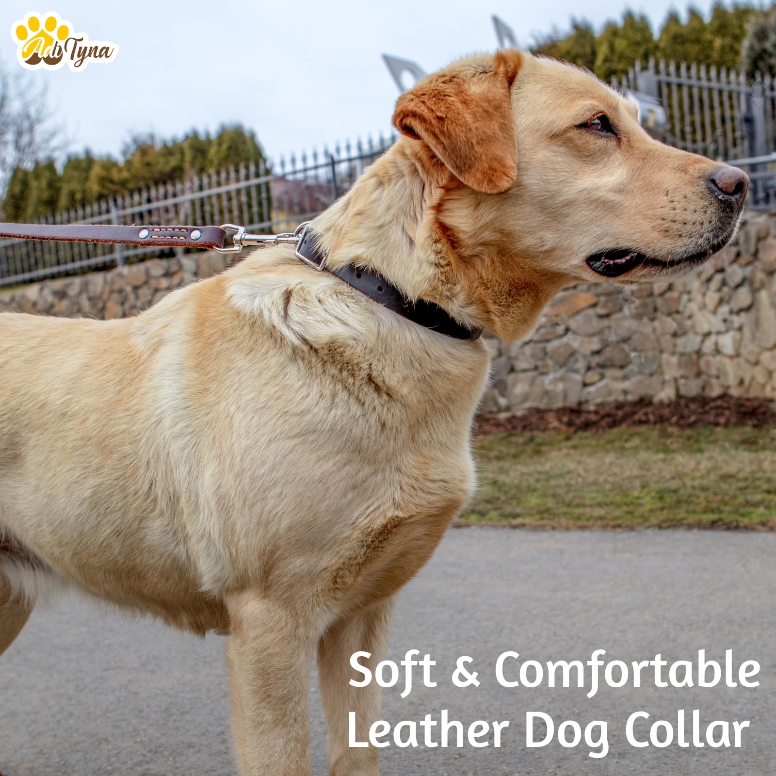 ADITYNA locking system collar withstands strong pulls for confident outdoor walks.