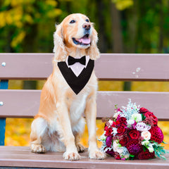 ADOGGYGO adjustable tuxedo collar provides a secure, comfy fit.