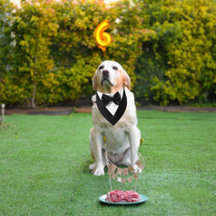 ADOGGYGO soft cotton-polyester fabric keeps dogs comfortable all day