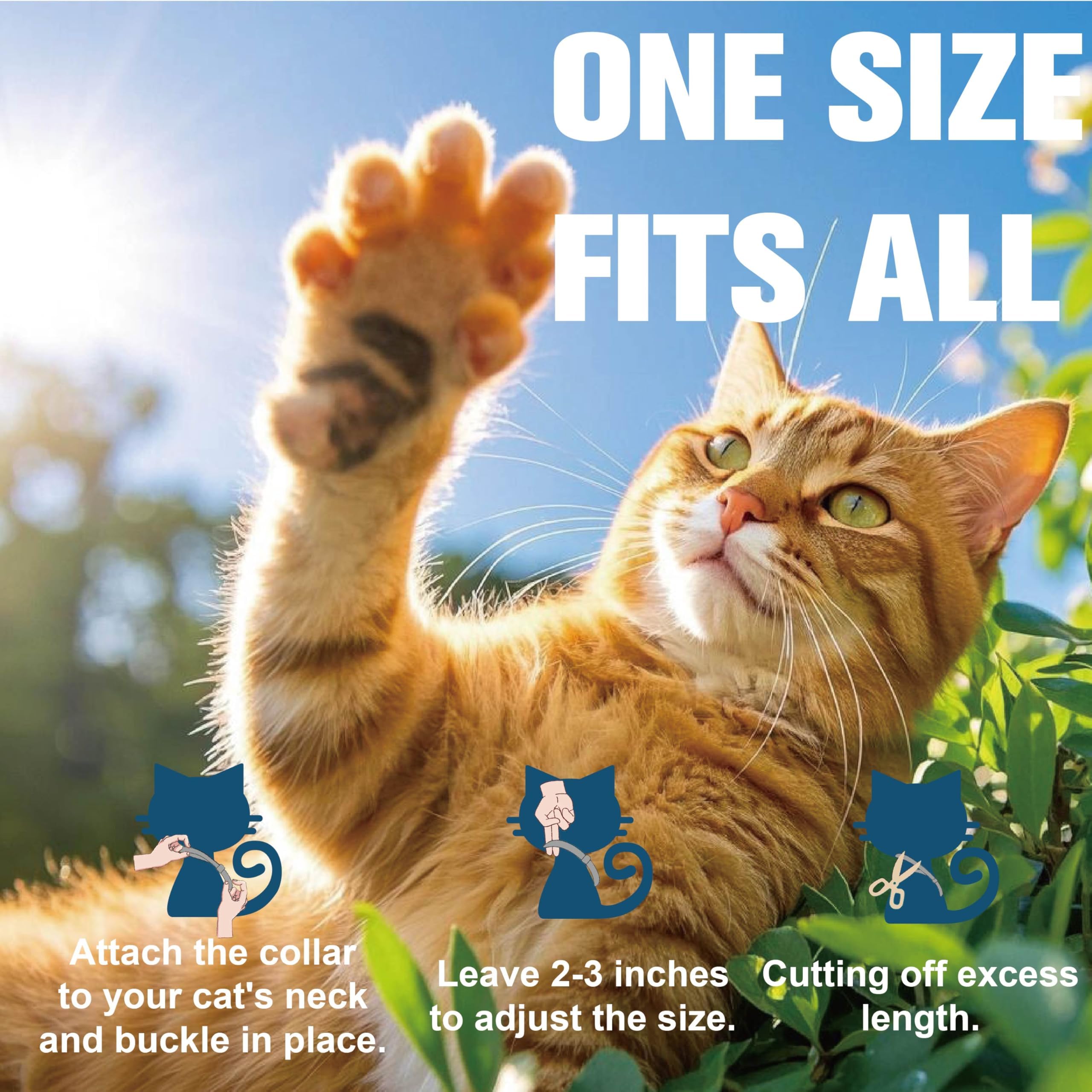 Advanllent two-pack packaging shown for easy flea control.