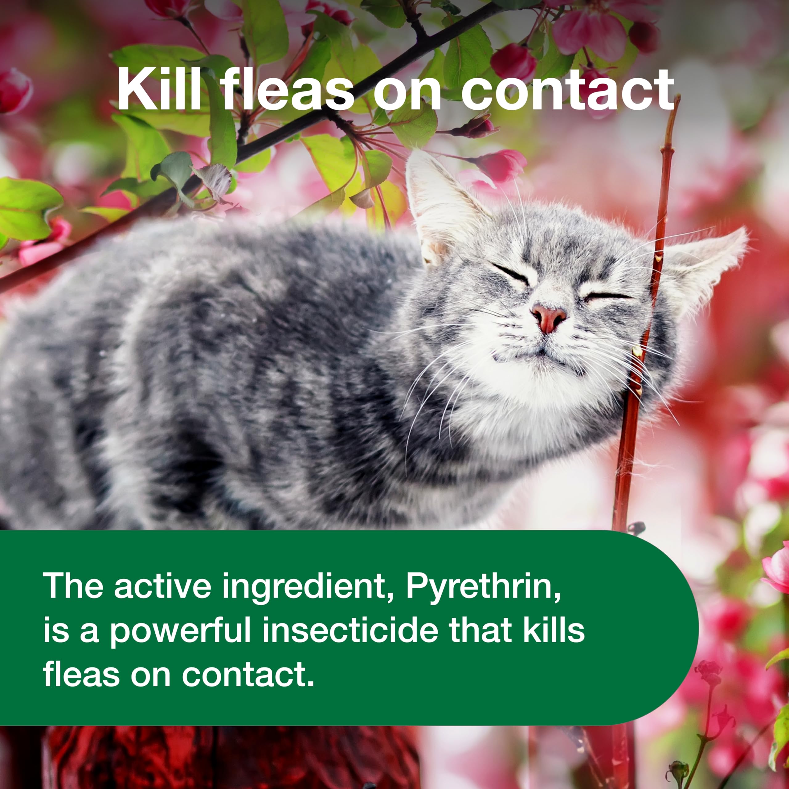 Advantage Cat Flea Spray is rubbed onto the cat's face and coat.