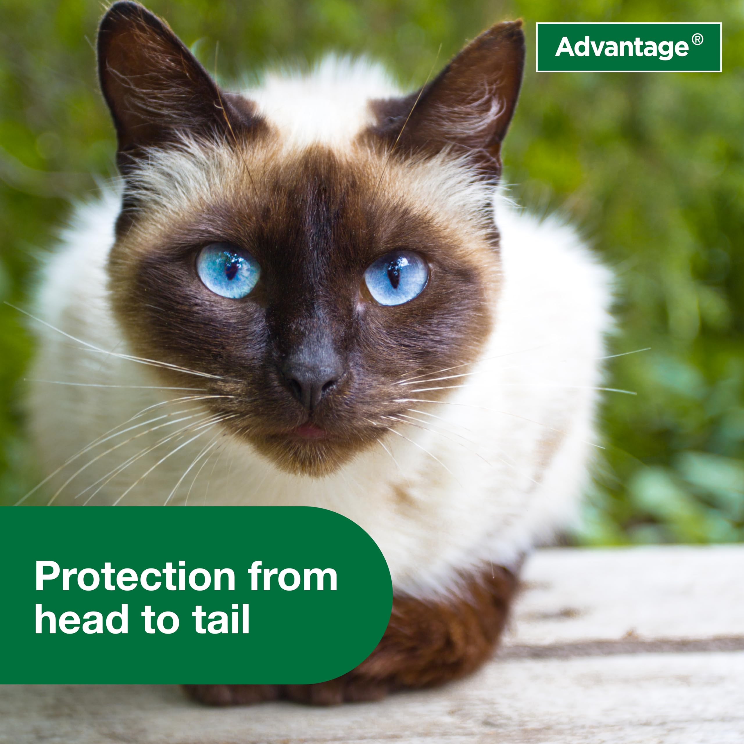 Advantage Cat Flea Spray suitable for cats over seven months old.