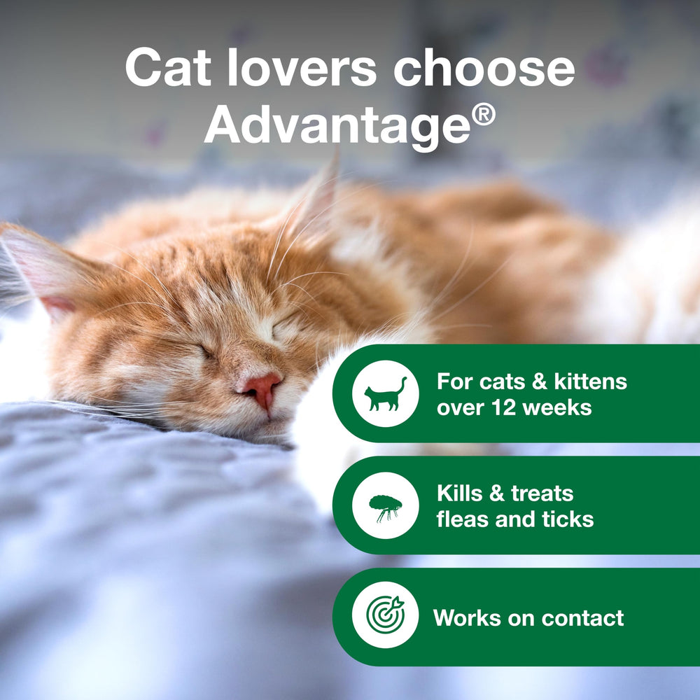 Advantage Cat Shampoo on head area showing gentle application avoiding eyes