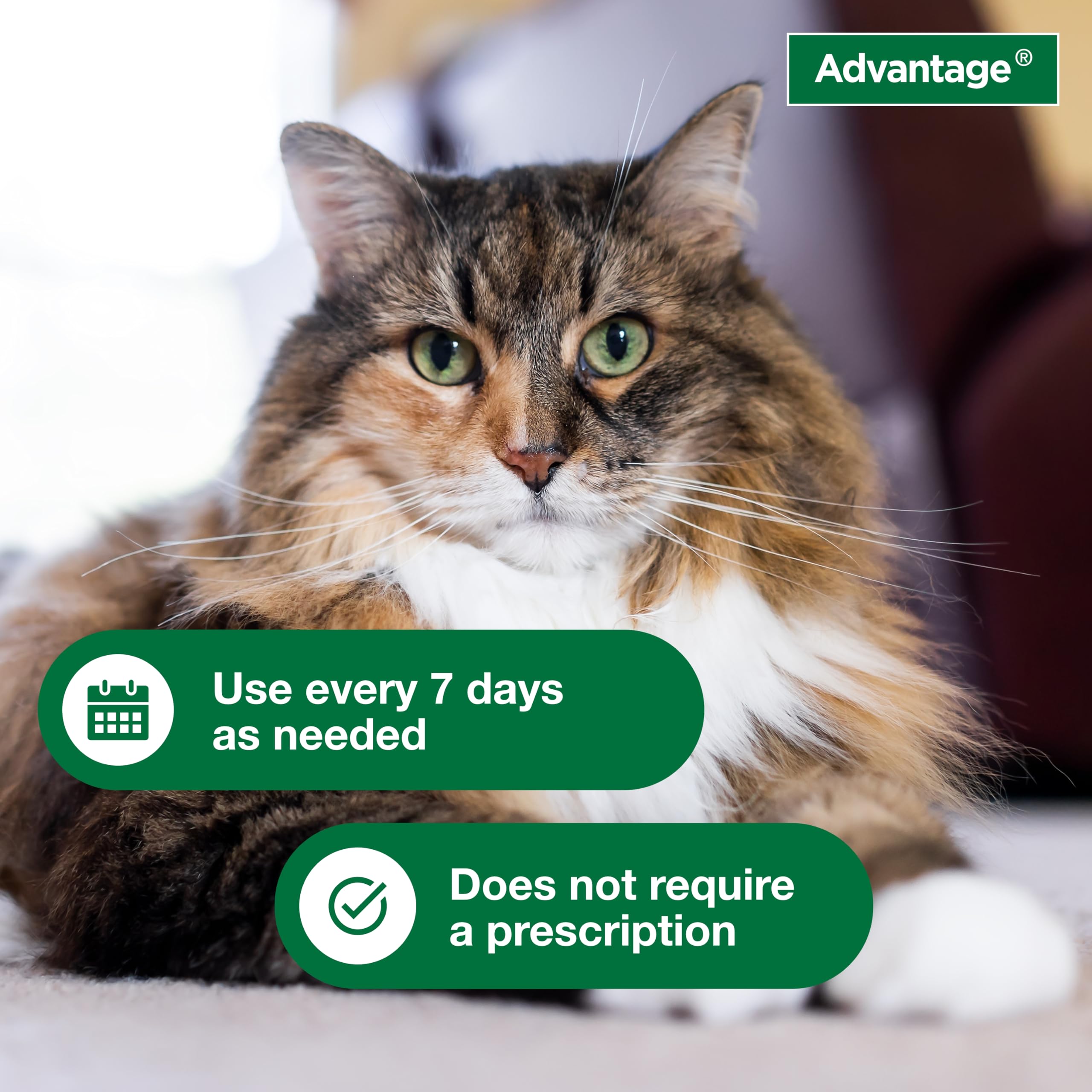 Advantage Cat Shampoo neck and chest covered in foam for full-body coverage