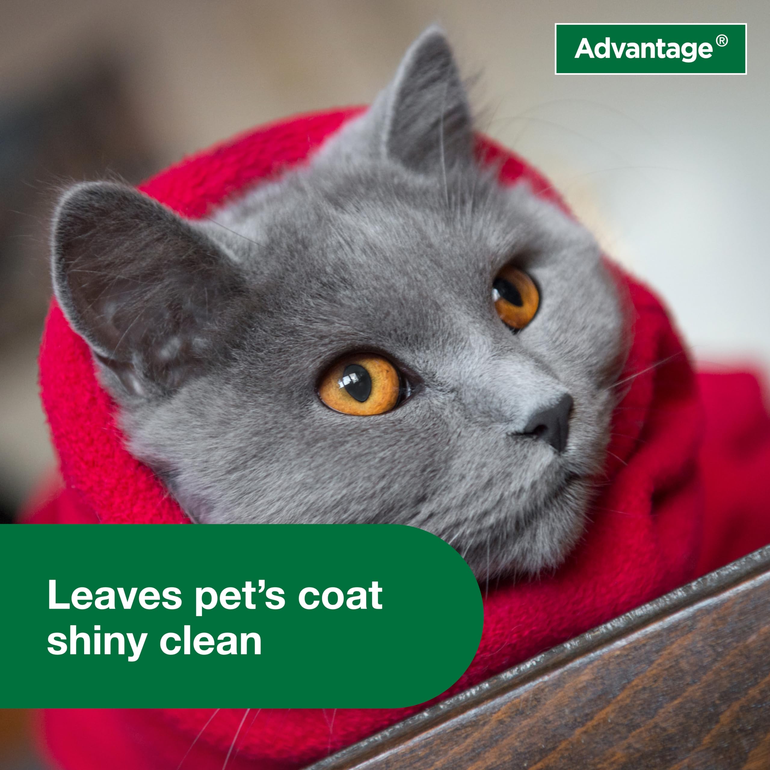 Advantage Cat Shampoo progressed to base of tail ensuring thorough cleansing