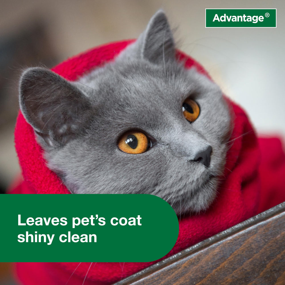 Advantage Cat Shampoo progressed to base of tail ensuring thorough cleansing