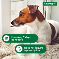 Advantage dog shampoo instructions closeup shows wet coat and lather process