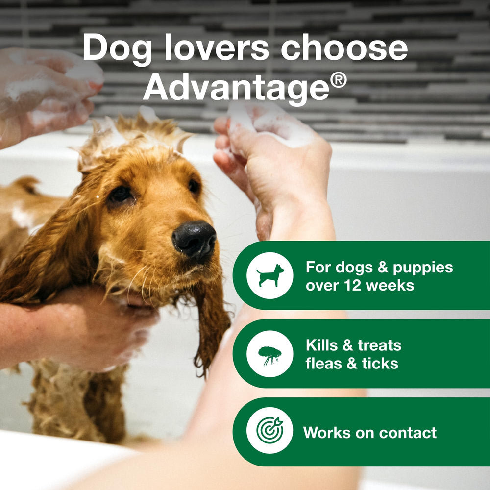 Advantage flea tick shampoo puppies application closeup highlights gentle, effective treatment