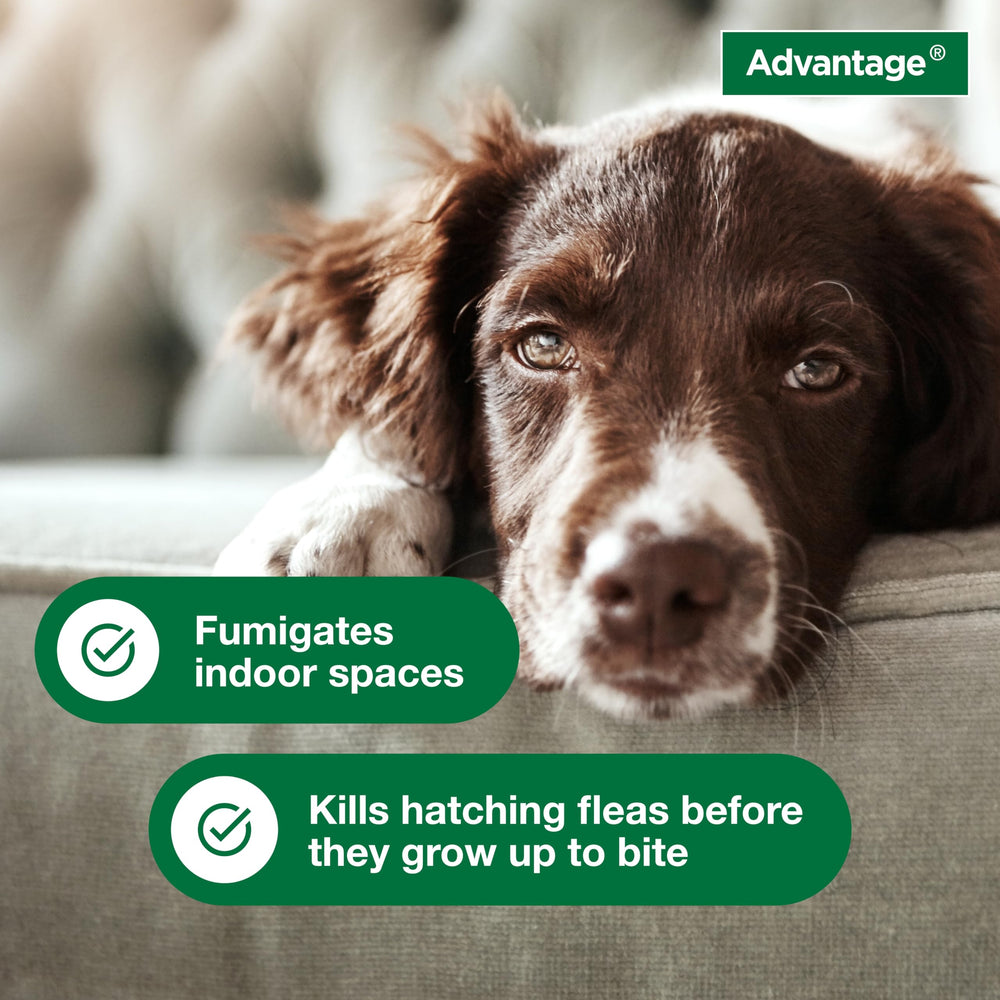 Advantage Household Fogger active fog covers up to 2,000 cubic feet.