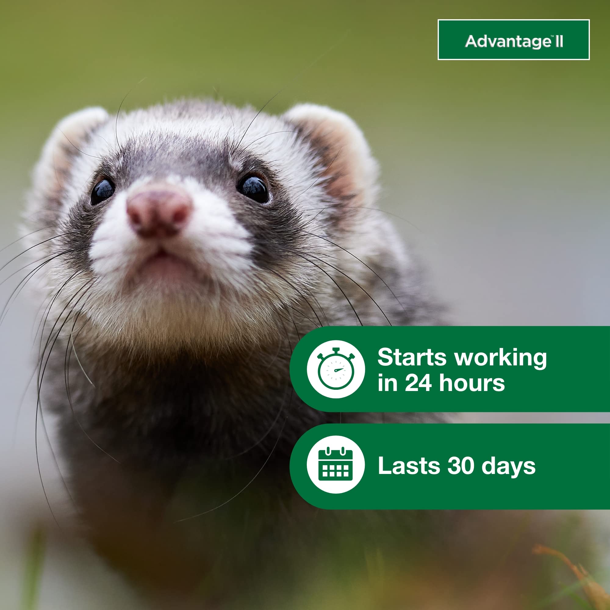 Advantage II Ferret fragrance-free formula suitable for sensitive ferrets.
