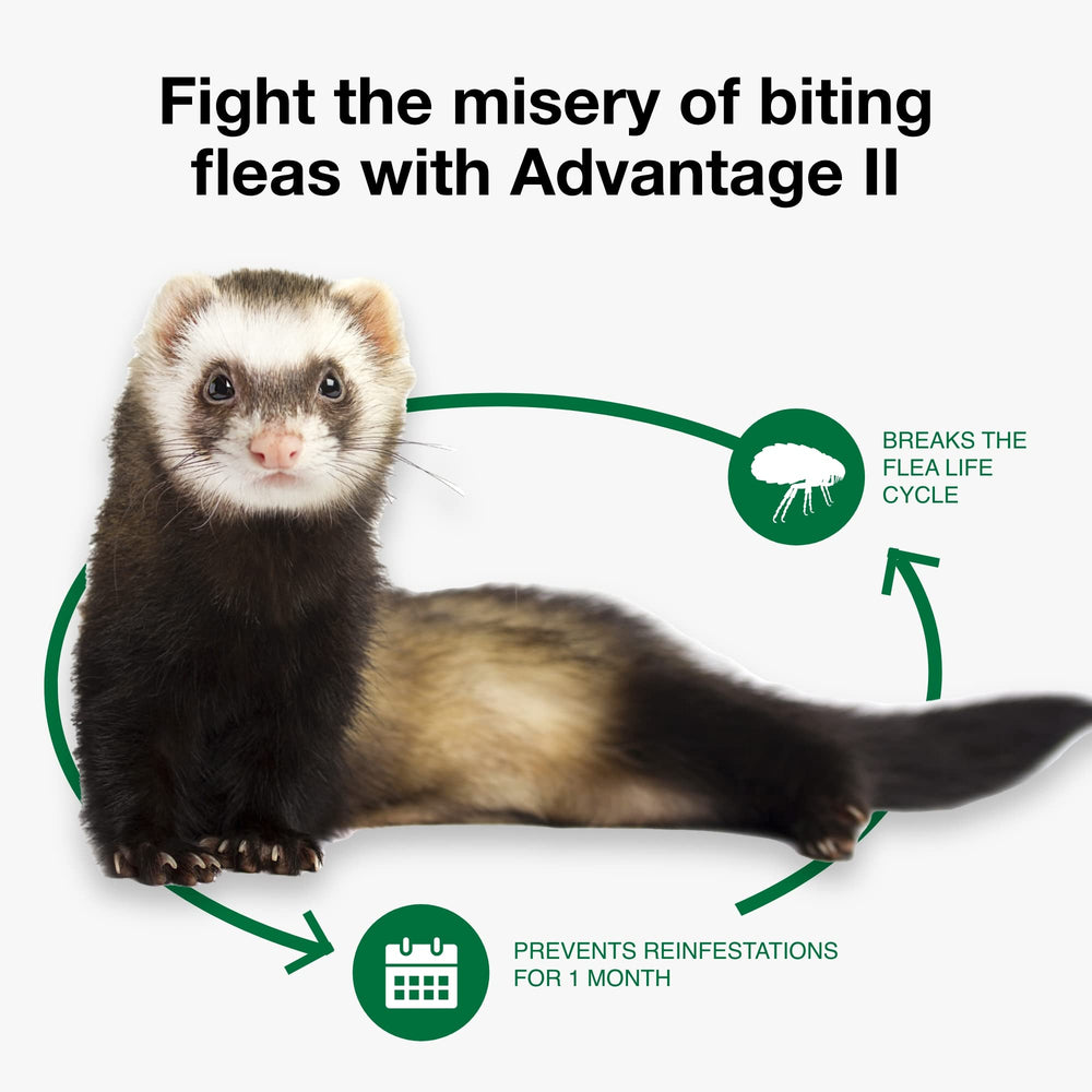 Advantage II Ferret kills fleas within 24 hours after application.