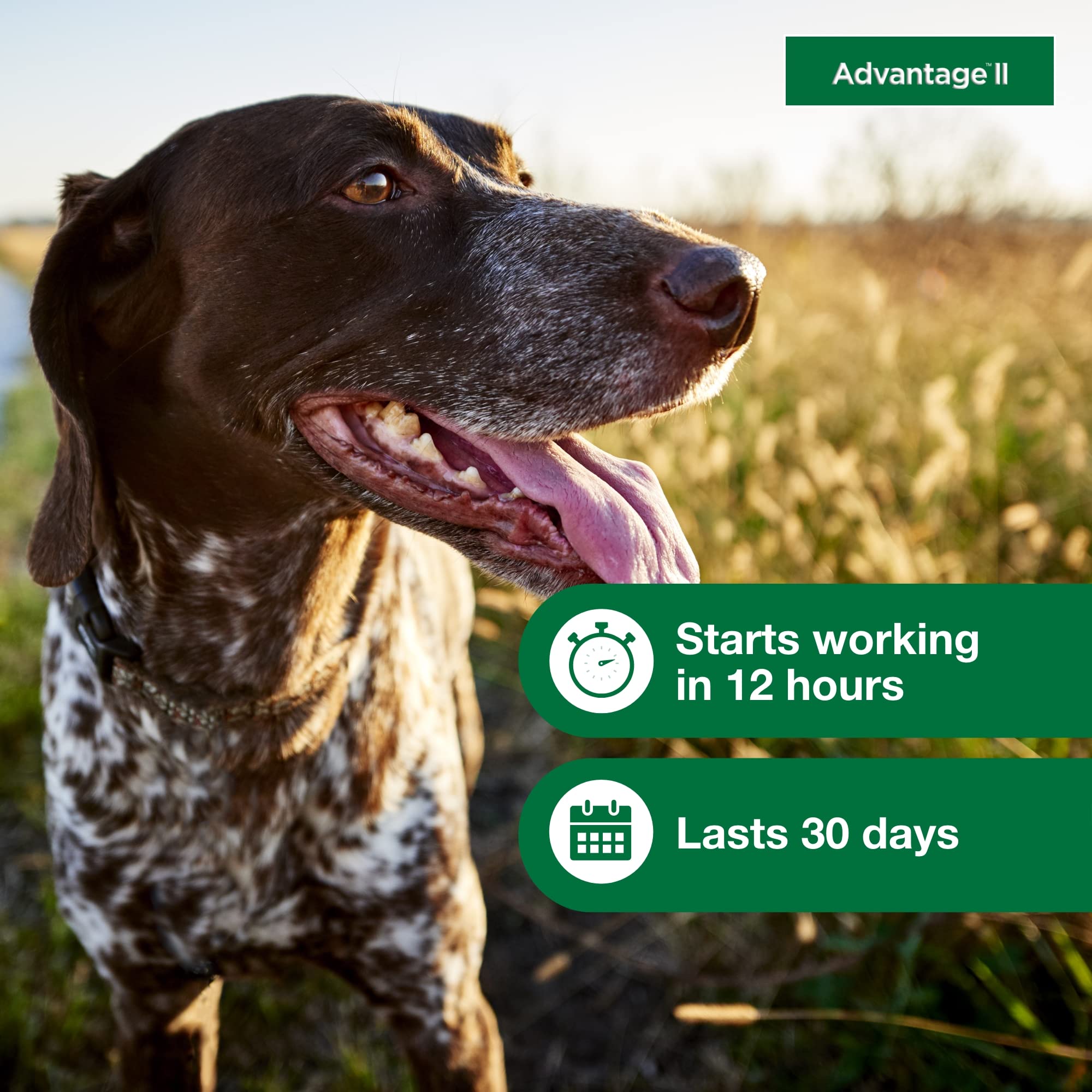 Advantage II becomes waterproof after 24 hours, supporting outdoor adventures.