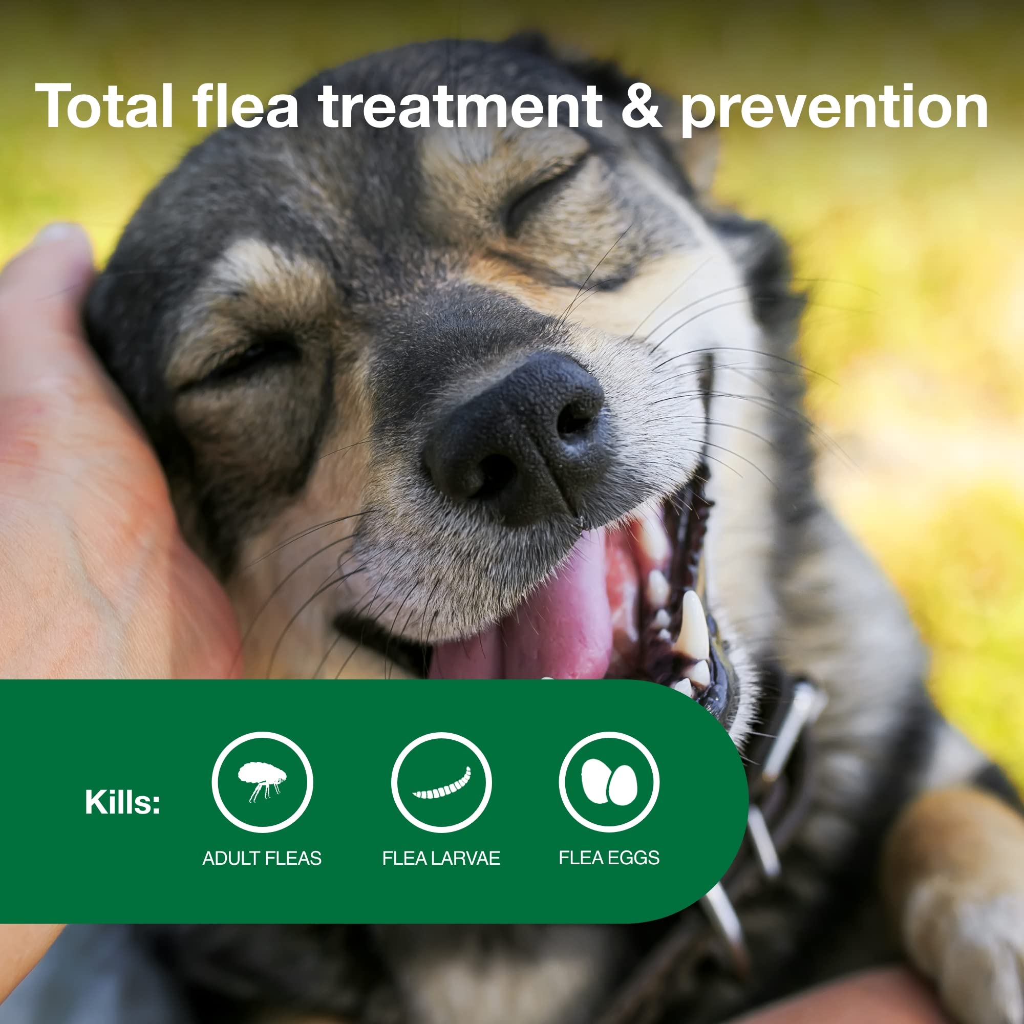 Advantage II kills fleas within 12 hours, reducing itch-related worries.