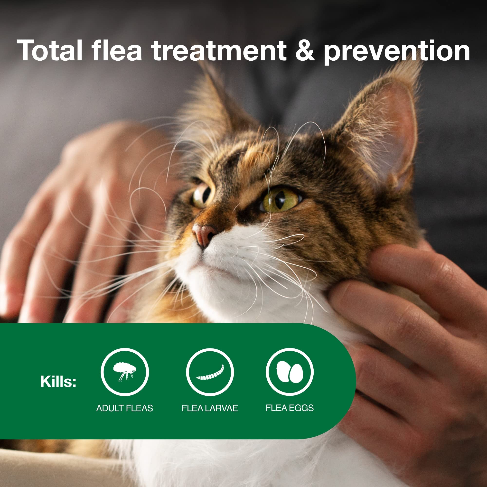 Advantage II Large Cat fragrance-free formula on fur after application
