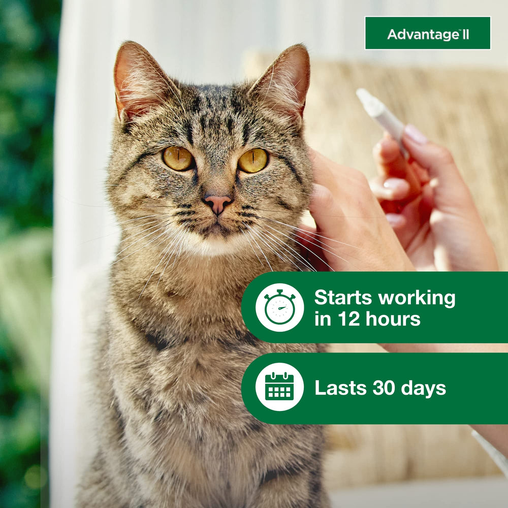 Advantage II Large Cat fragrance-free formula supports sensitive pets during treatment.