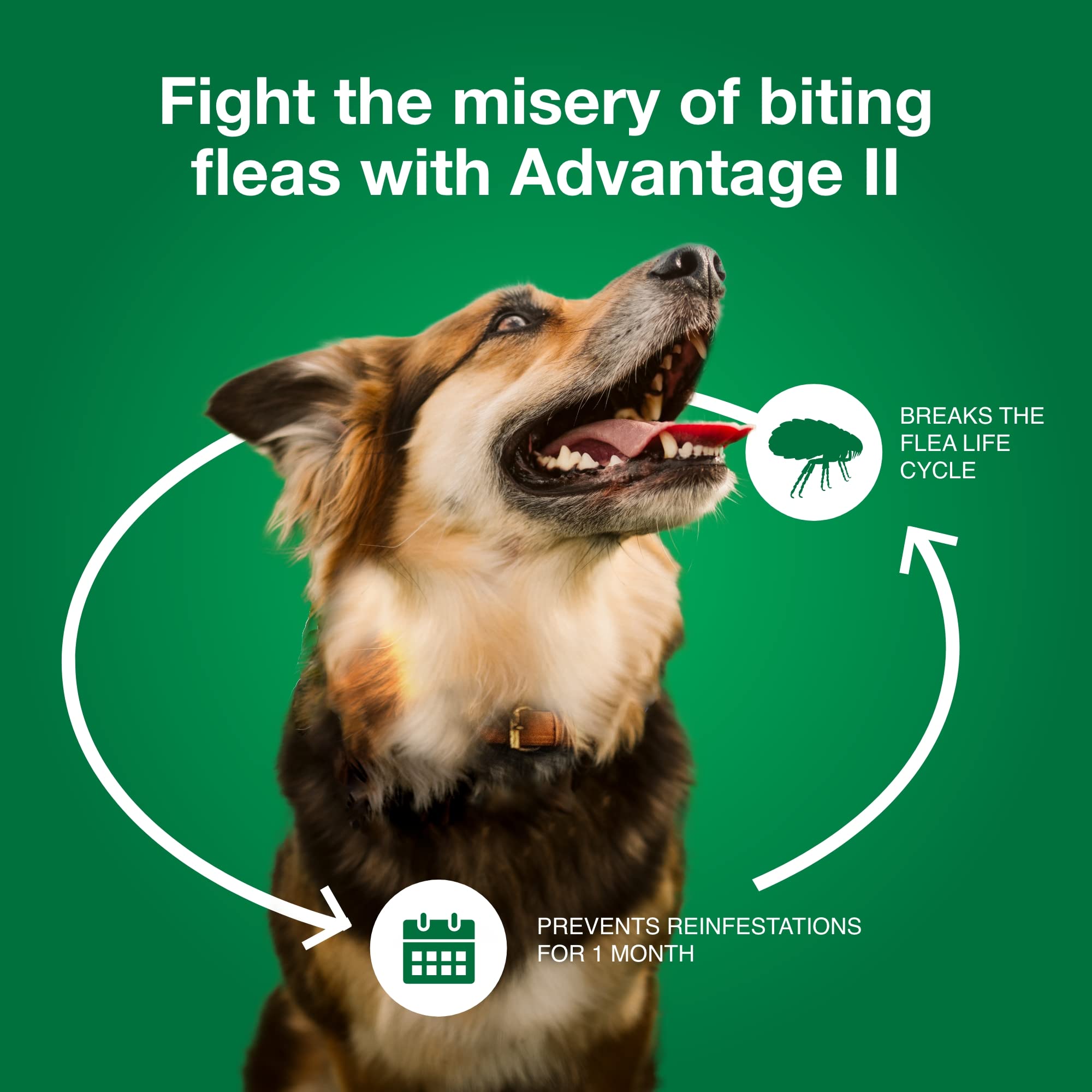 Advantage II Large Dog ready to use for indoor and outdoor adventures.