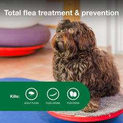 Advantage II Small Dog kills fleas on contact within 12 hours