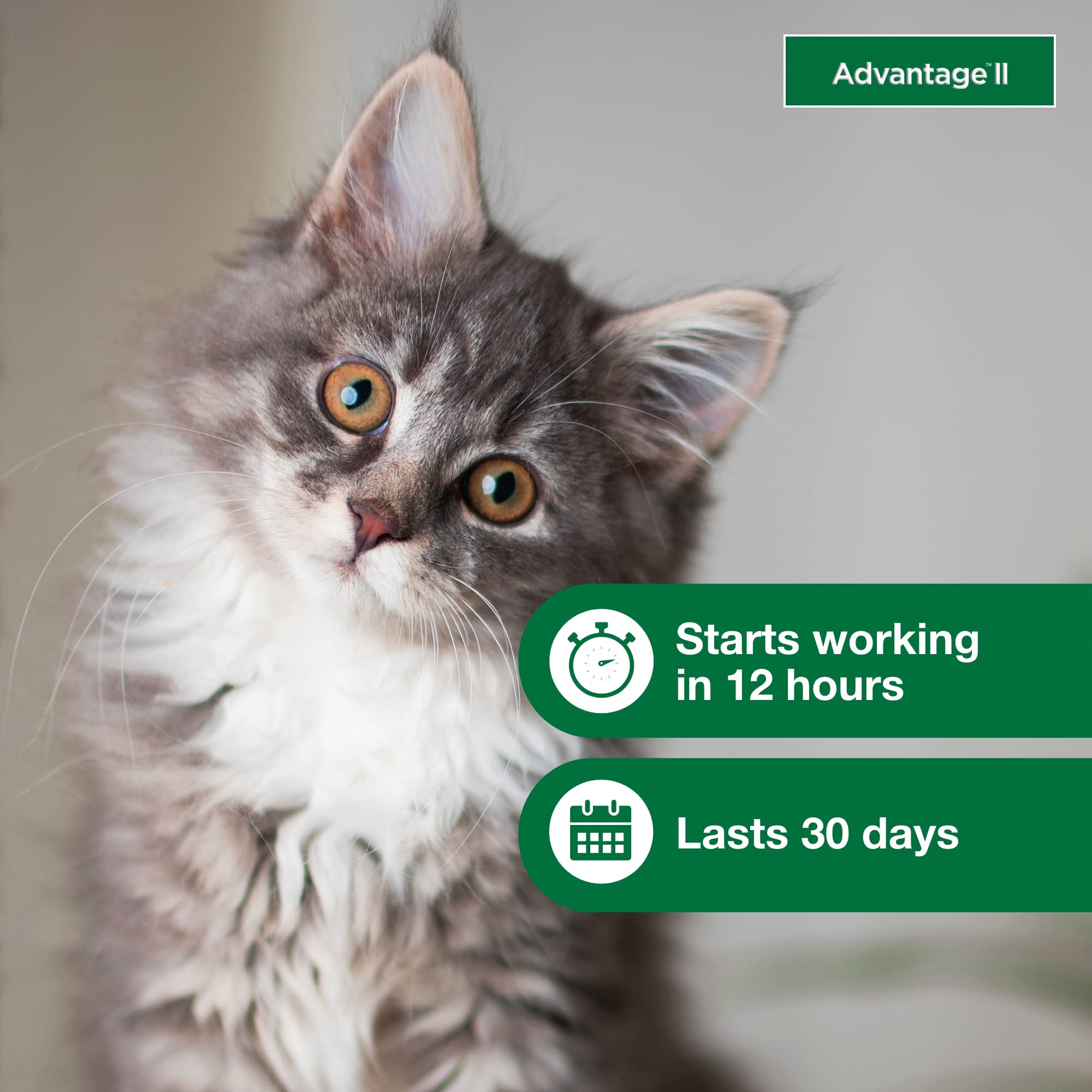 Advantage II Kitten waterproof after 24 hours for everyday activity.