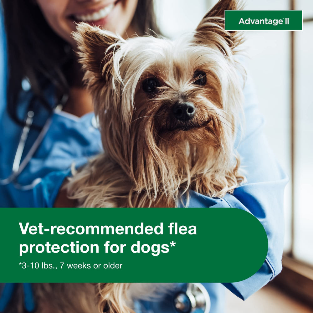 Advantage II Small Dog kills fleas within 12 hours of application