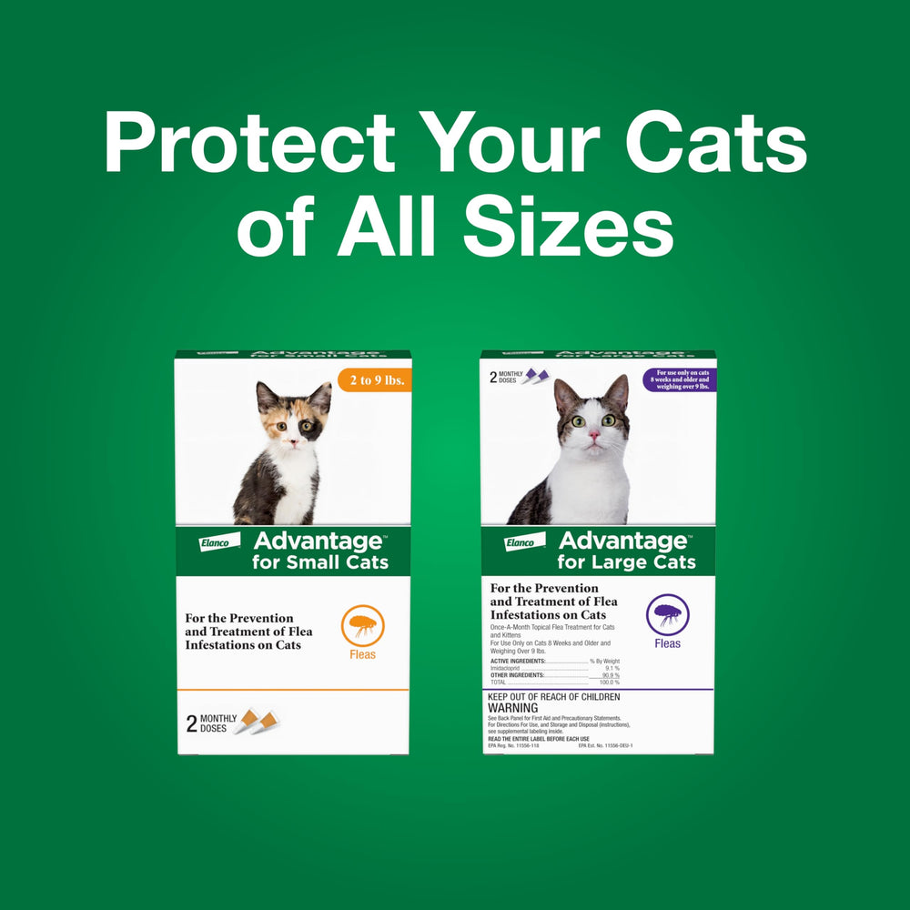 Advantage Small Cats base skull application ensures accurate placement for effectiveness.