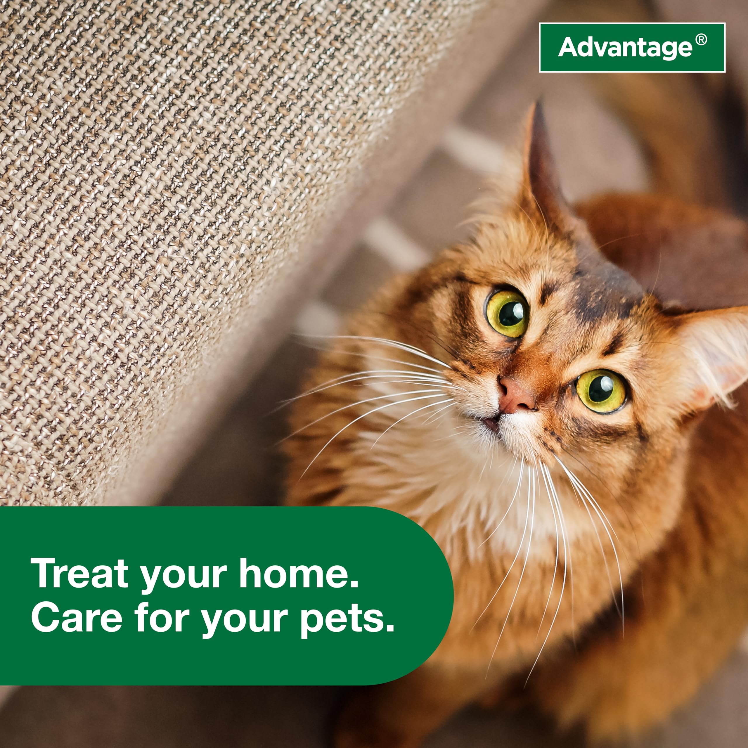 In-home usage to support a broader flea treatment plan.