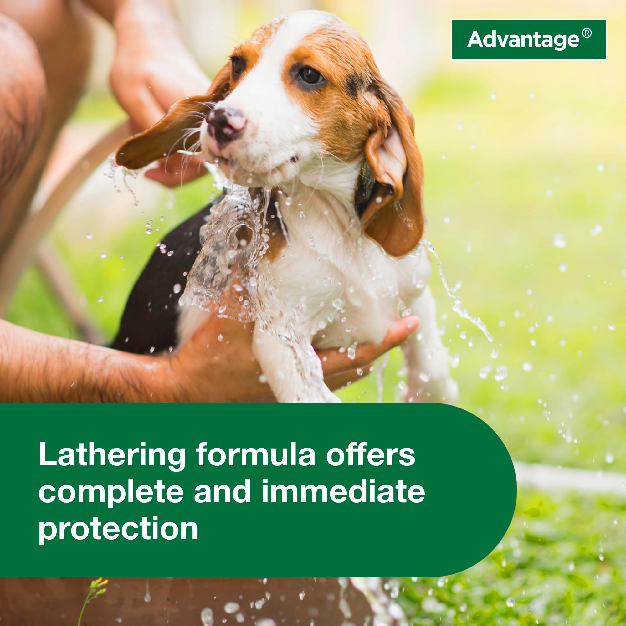 Advantage subscription option image promotes regular flea protection with auto-delivery