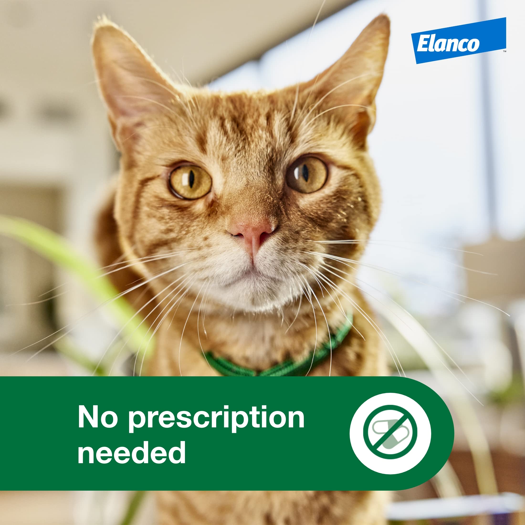 Advantage XD fragrance-free formula suitable for kittens.