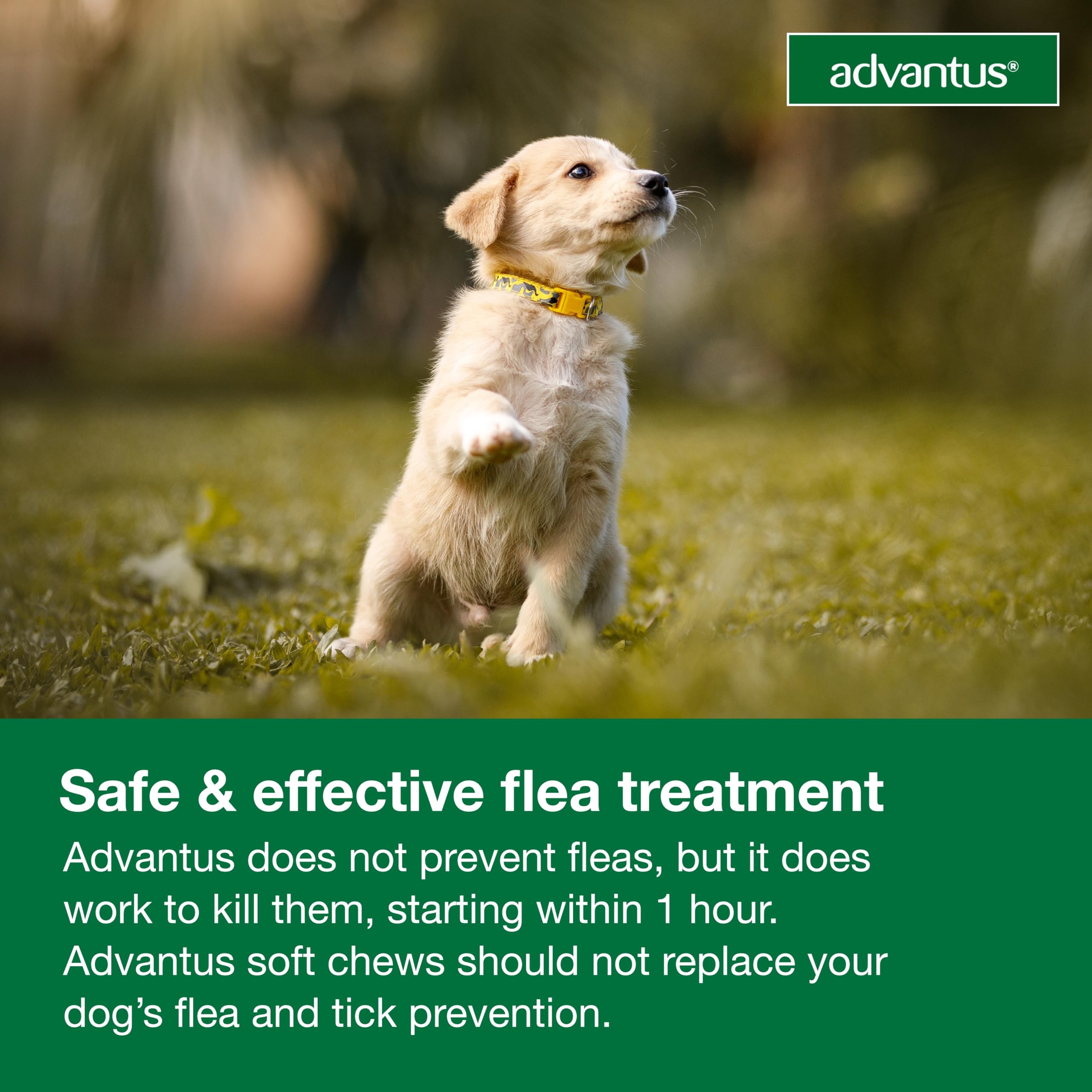 Advantus 30-chew bottle supports ongoing flea control