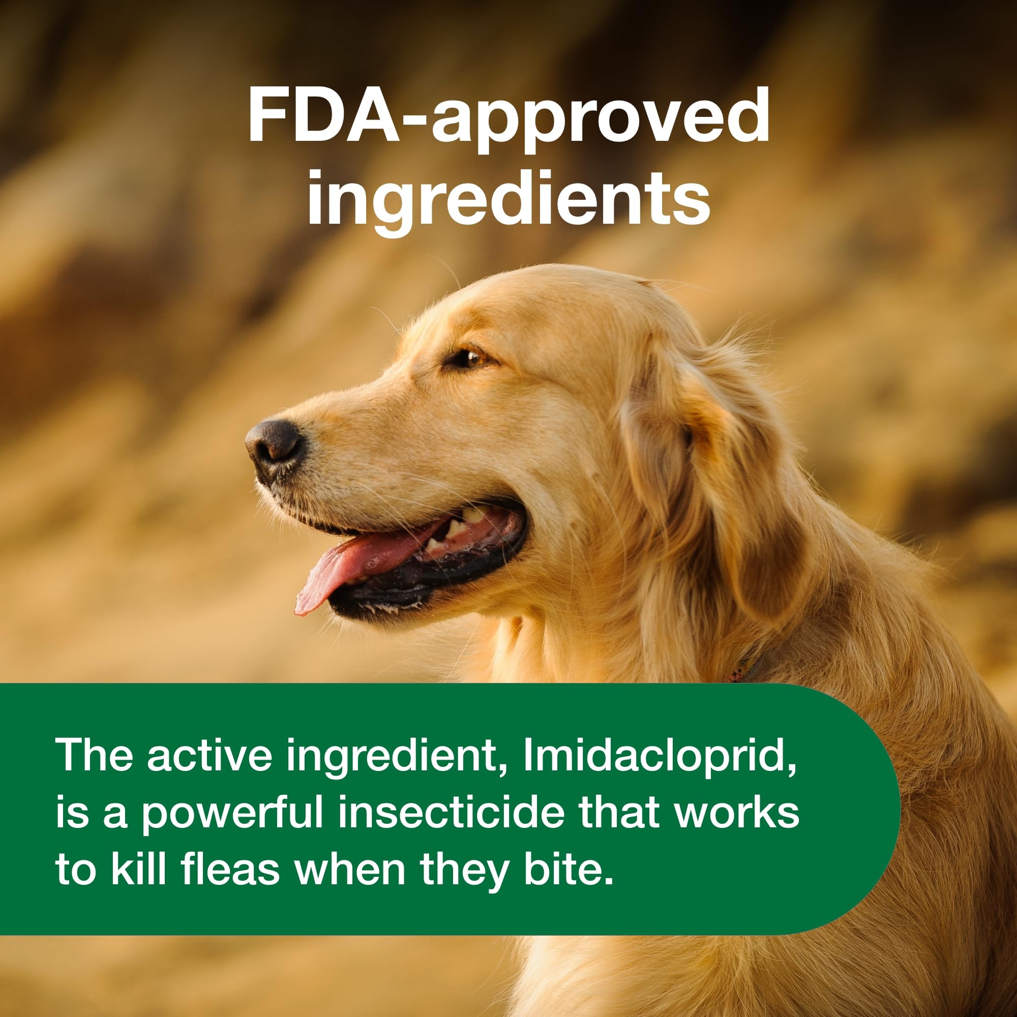 Dog receives Advantus chew from owner's hand during dosing.