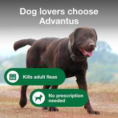 Dog happily chews Advantus flea treatment, simple administration.