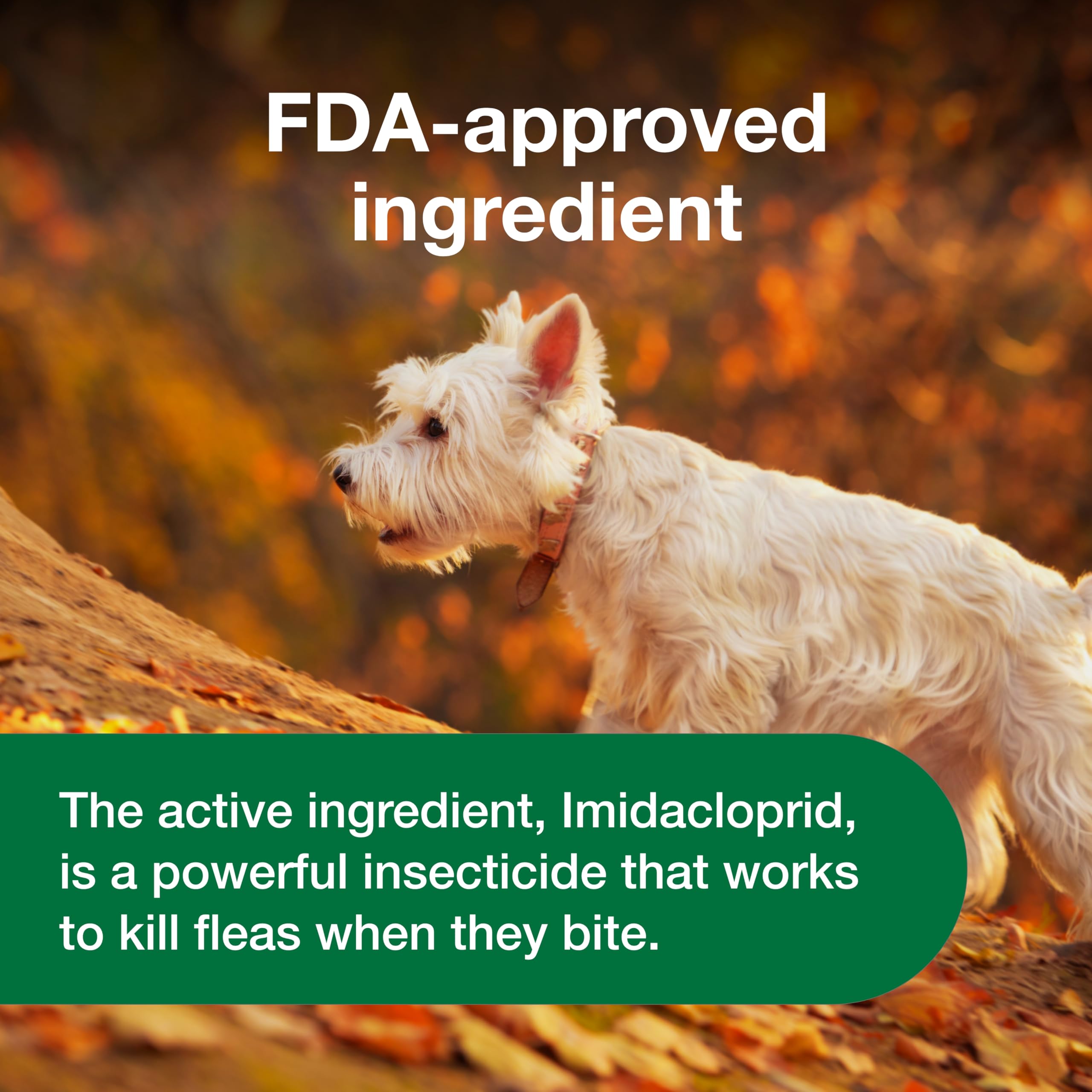 Advantus dog enjoying life after treatment shows comfortable flea-free moments.